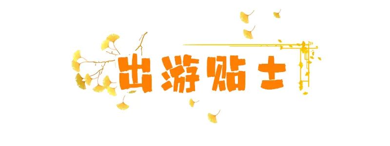 烟台山的银杏，黄了！