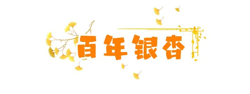 烟台山的银杏，黄了！