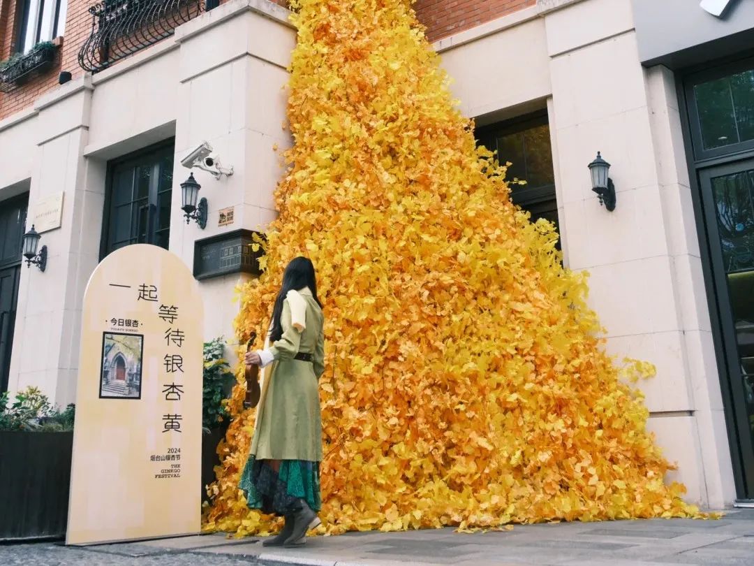 烟台山的银杏，黄了！