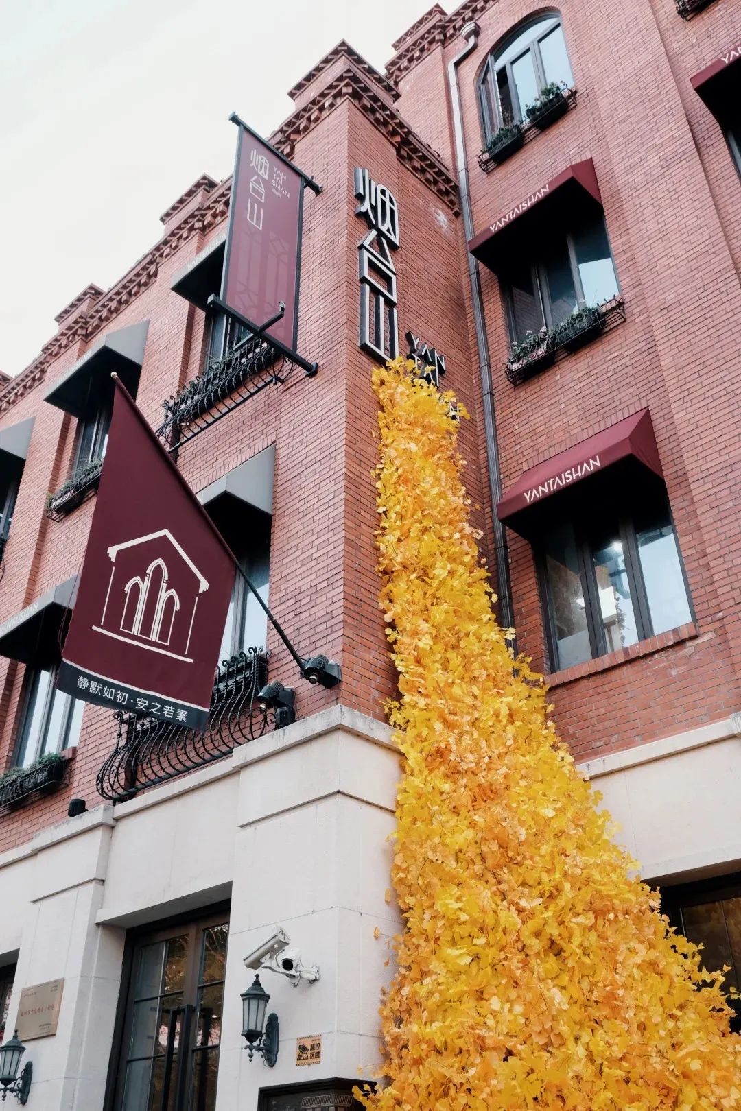 烟台山的银杏，黄了！