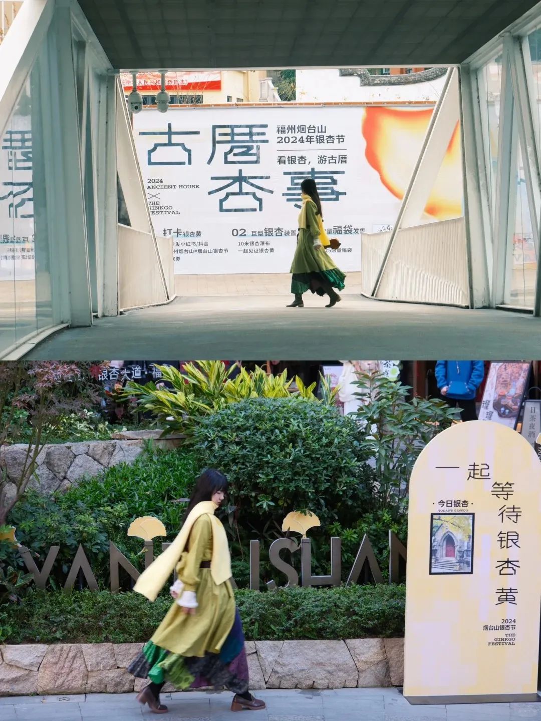 烟台山的银杏，黄了！