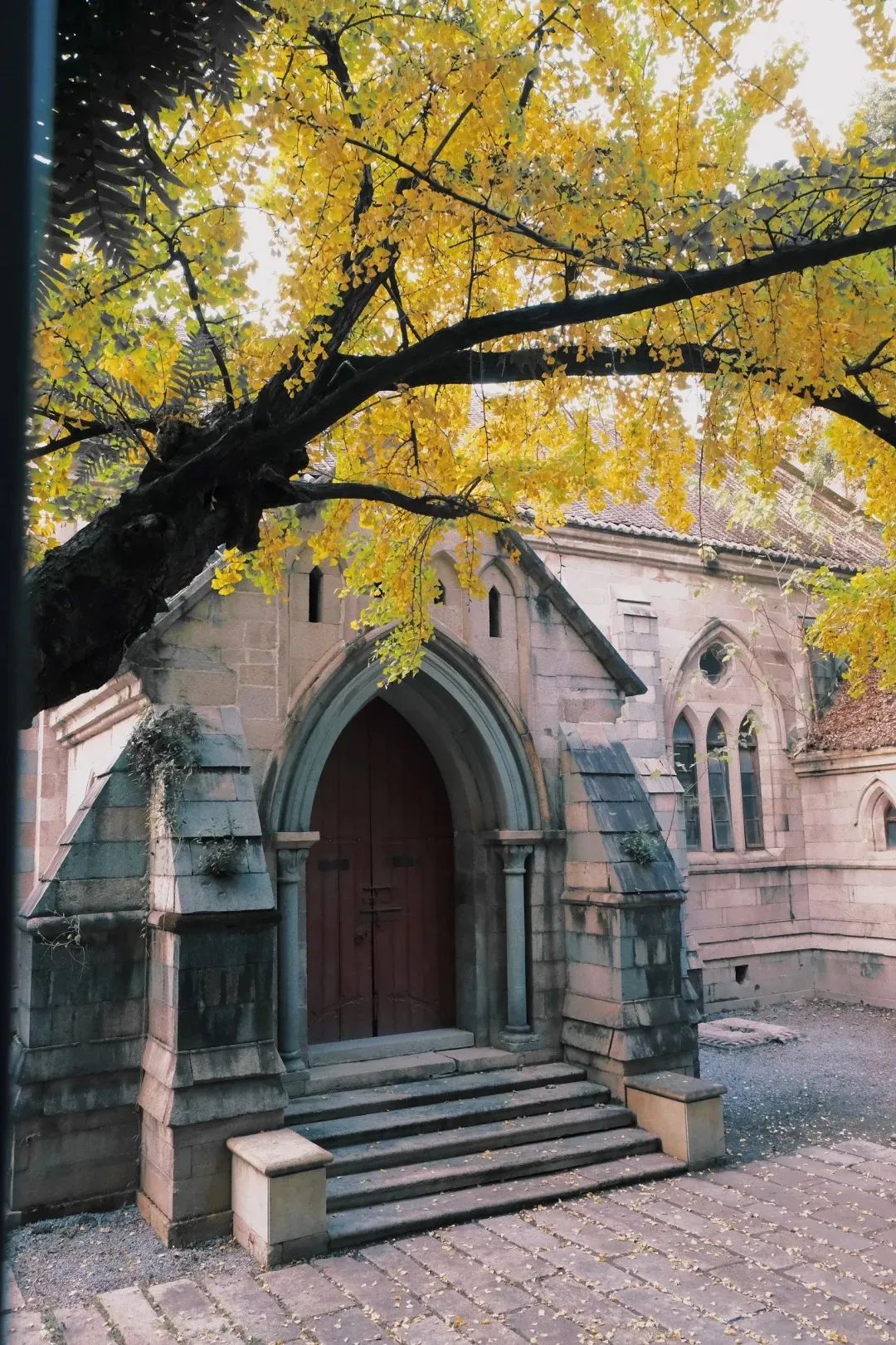 烟台山的银杏，黄了！