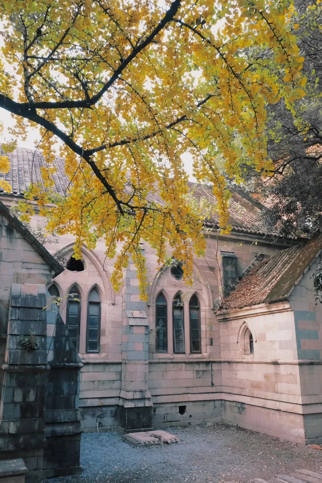 烟台山的银杏，黄了！