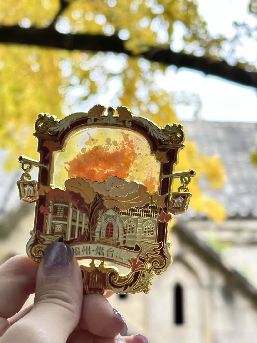 烟台山的银杏，黄了！