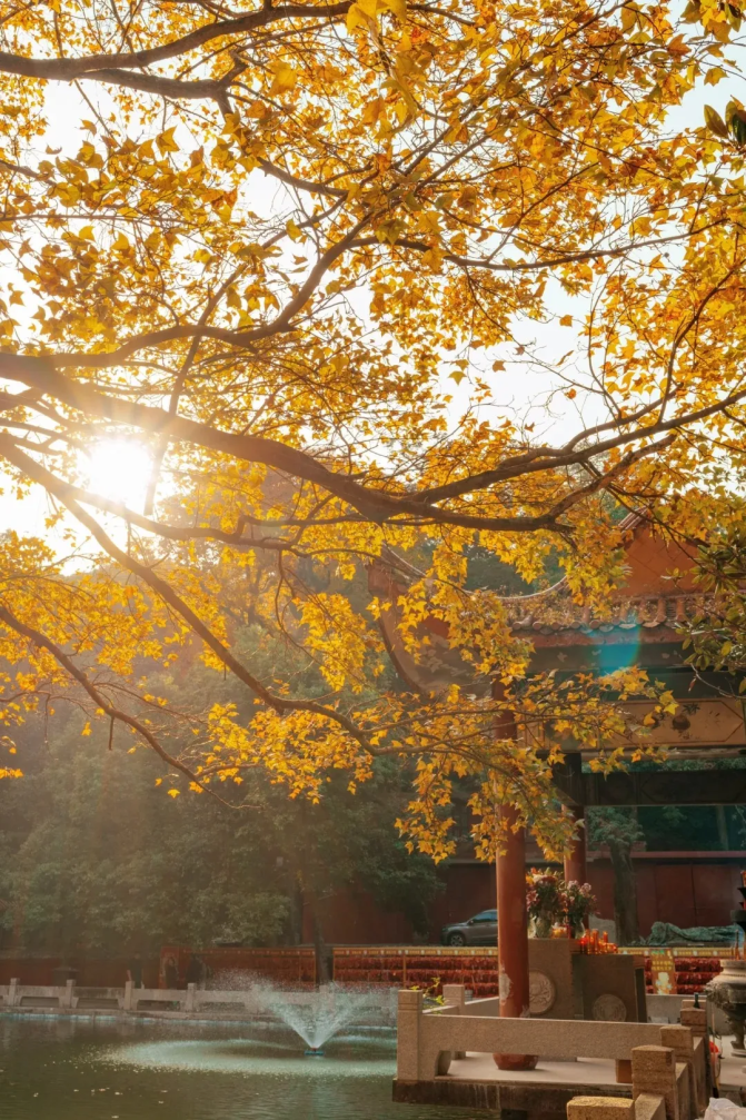 「晚霞·不晚」和黄绮珊一起看福州晚霞