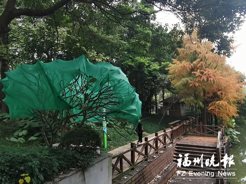 福州市区行道树纷纷“换造型”