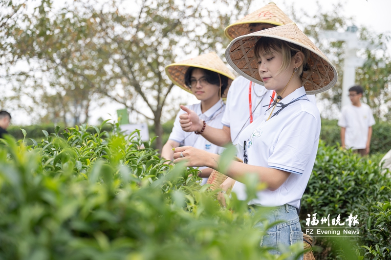 晋安茶地标见证世界茶港来时路