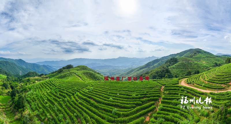 晋安茶地标见证世界茶港来时路