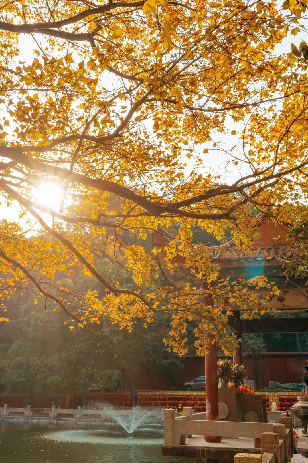 枫叶红了，银杏黄了，你来了吗？