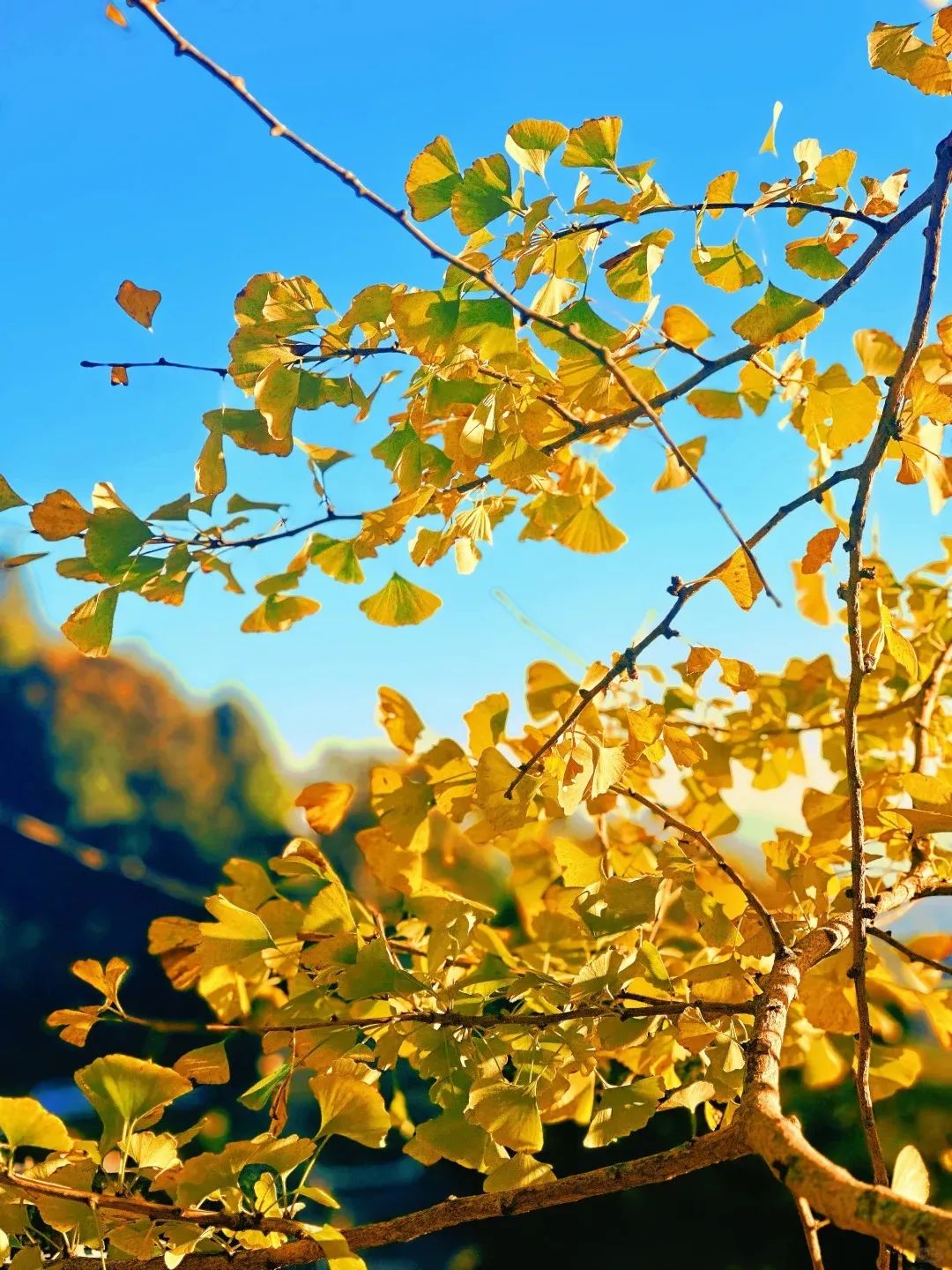 枫叶红了，银杏黄了，你来了吗？