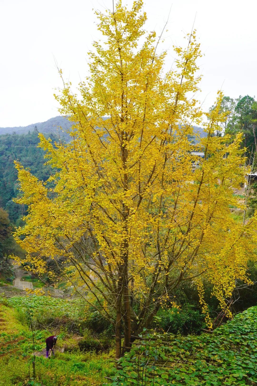 枫叶红了，银杏黄了，你来了吗？