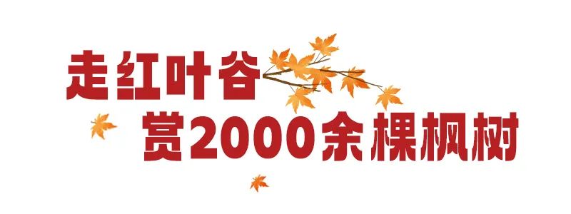 枫叶红了，银杏黄了，你来了吗？