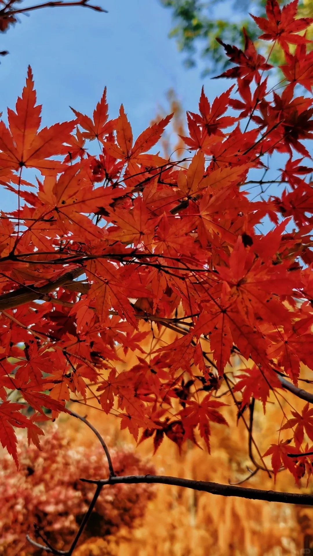 枫叶红了，银杏黄了，你来了吗？