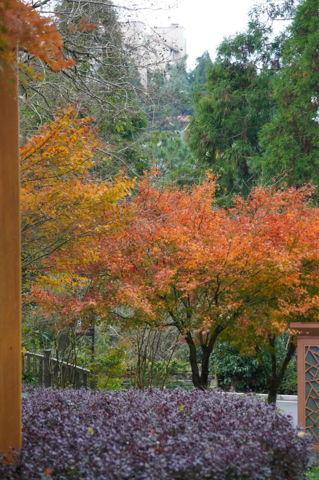 枫叶红了，银杏黄了，你来了吗？