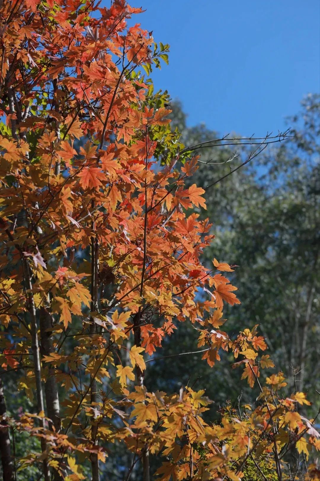 枫叶红了，银杏黄了，你来了吗？