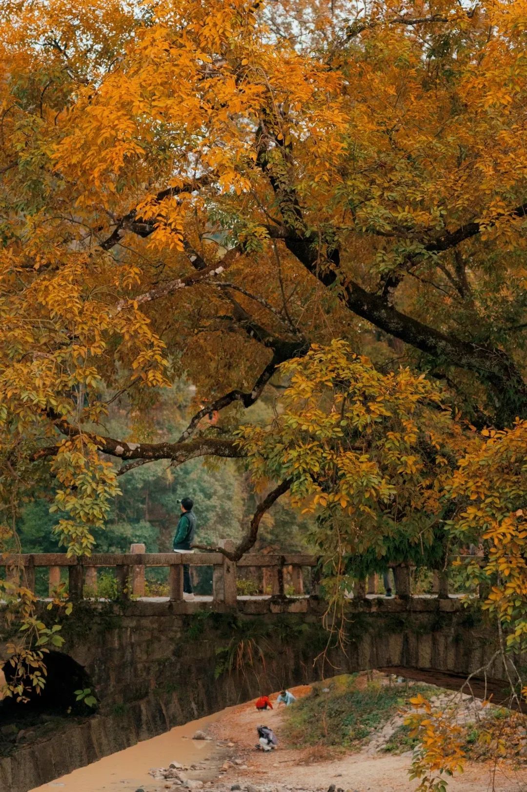 枫叶红了，银杏黄了，你来了吗？