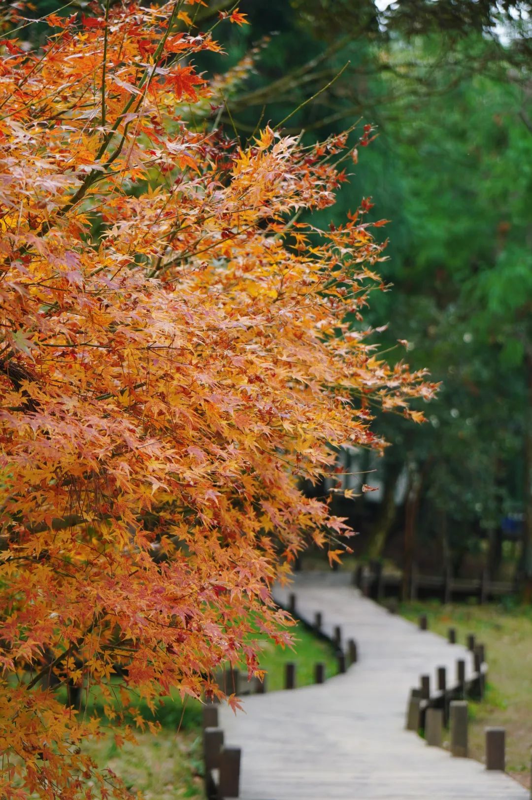 枫叶红了，银杏黄了，你来了吗？
