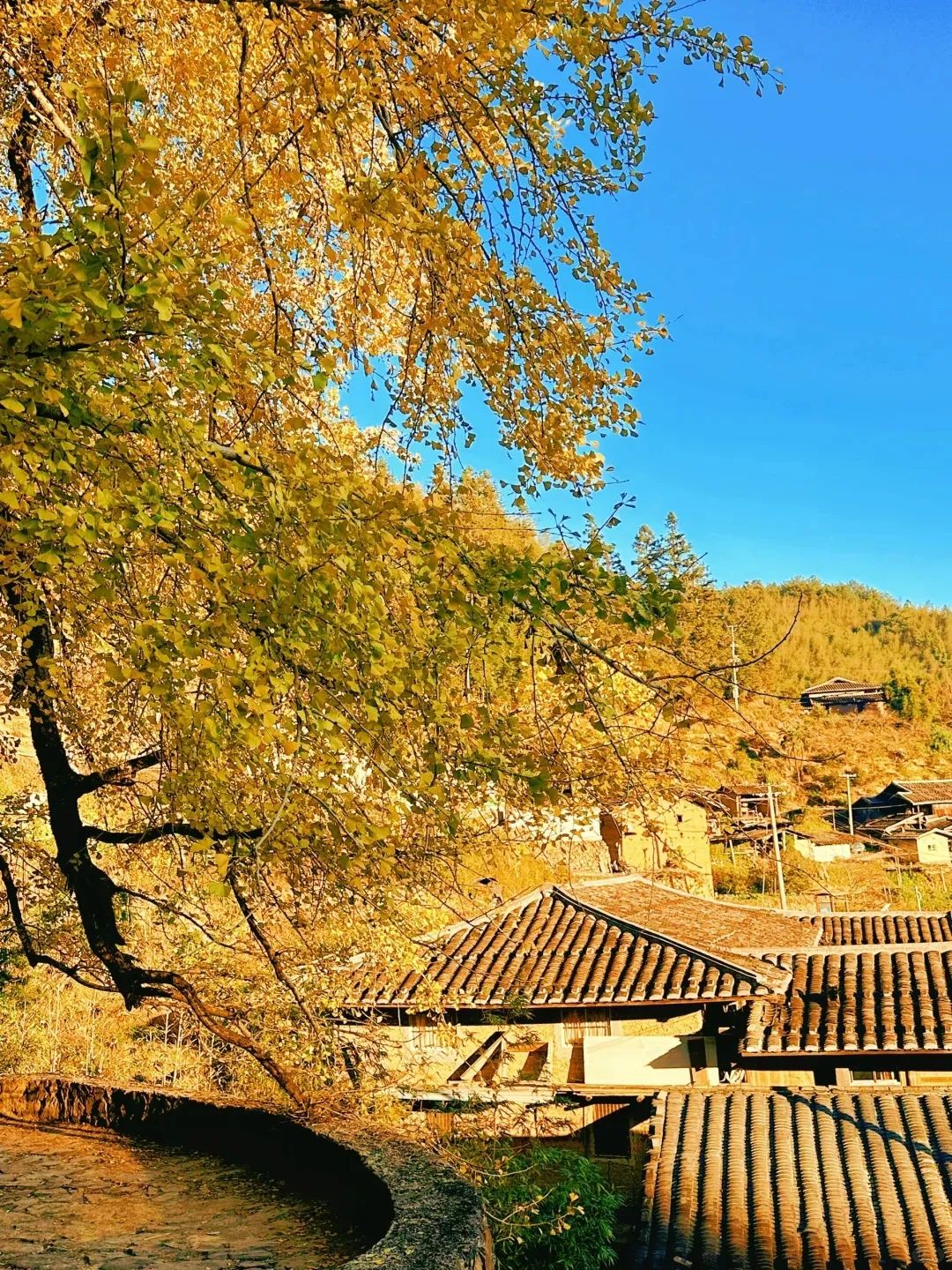 枫叶红了，银杏黄了，你来了吗？