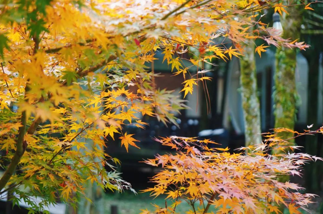 枫叶红了，银杏黄了，你来了吗？