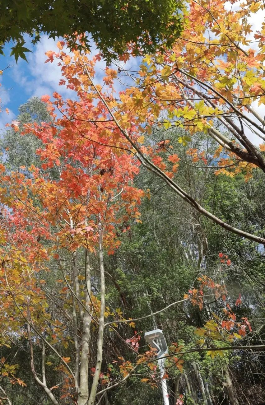枫叶红了，银杏黄了，你来了吗？