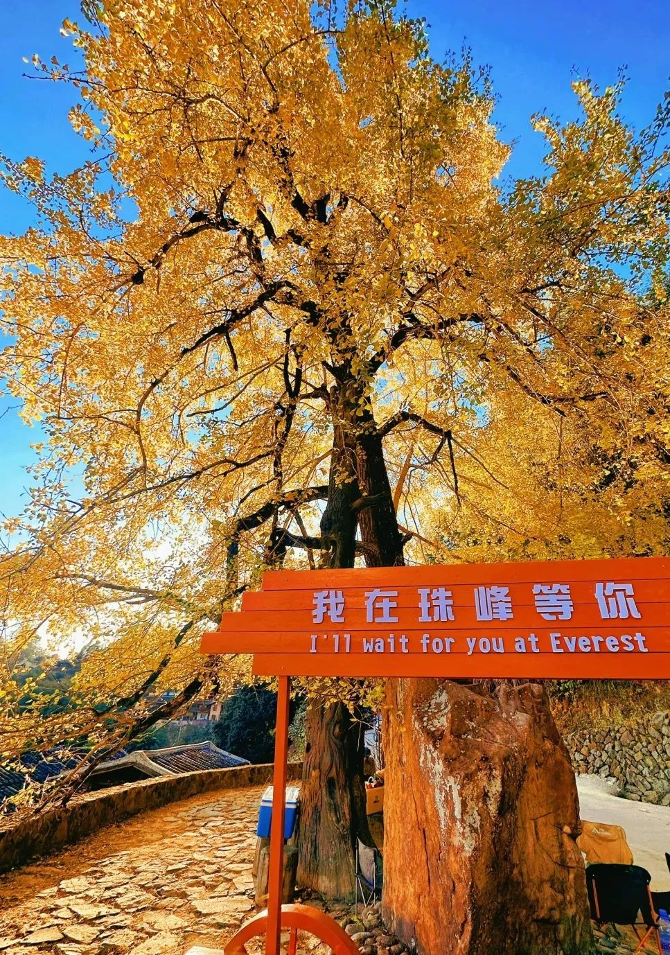 枫叶红了，银杏黄了，你来了吗？