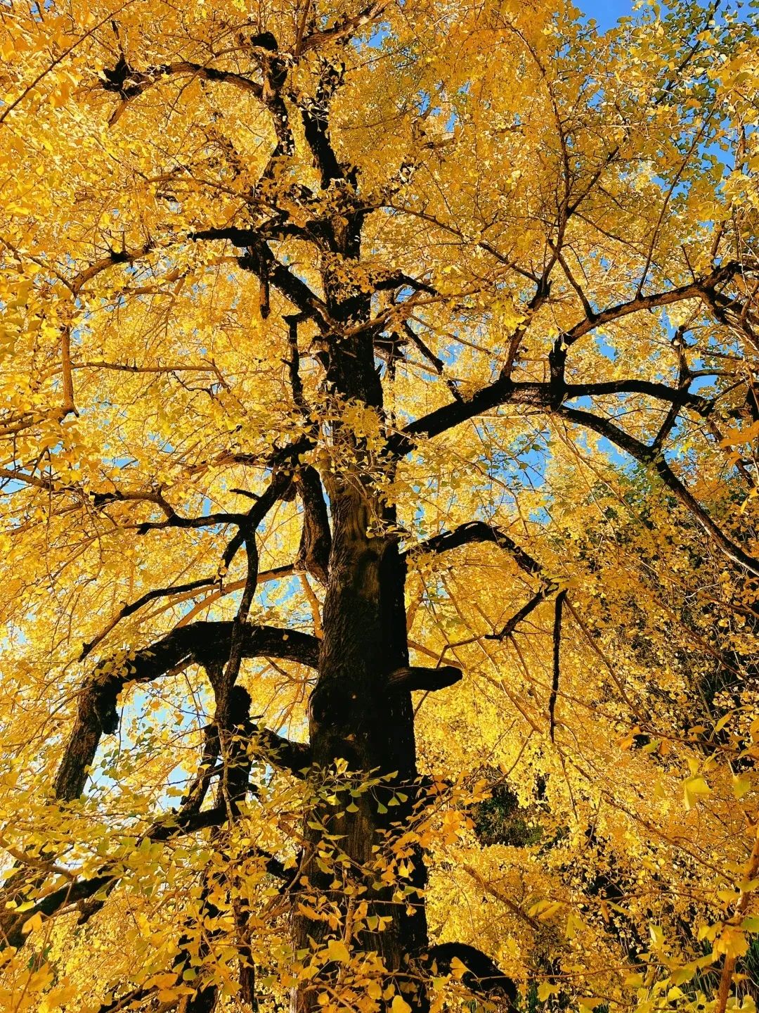 枫叶红了，银杏黄了，你来了吗？