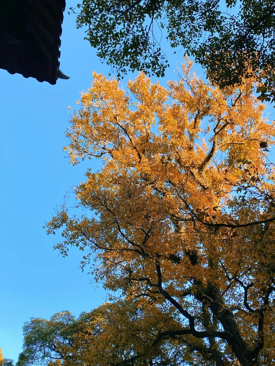 枫叶红了，银杏黄了，你来了吗？