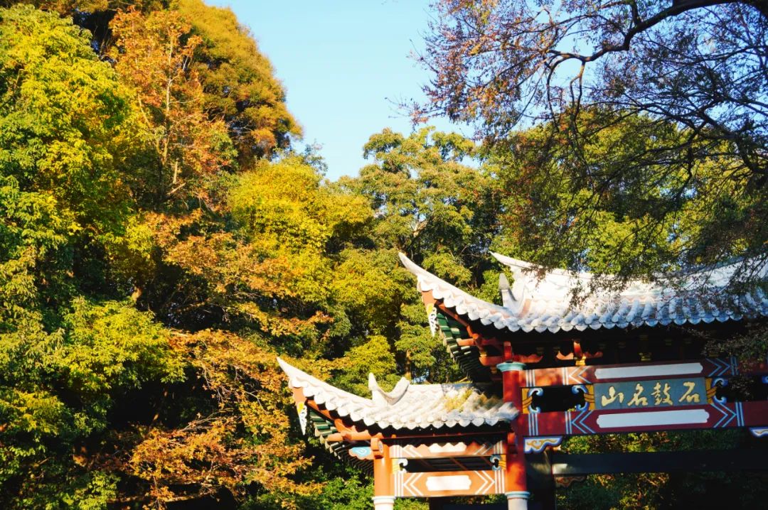 枫叶红了，银杏黄了，你来了吗？