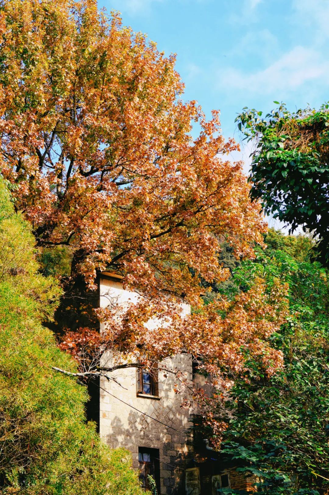 枫叶红了，银杏黄了，你来了吗？