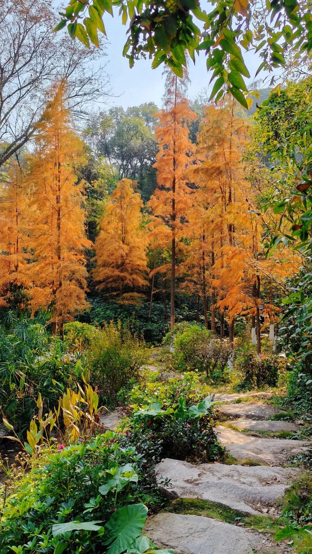 枫叶红了，银杏黄了，你来了吗？