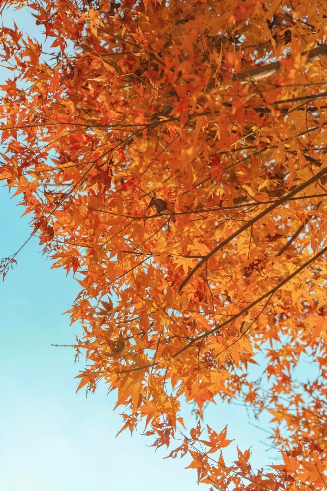 枫叶红了，银杏黄了，你来了吗？