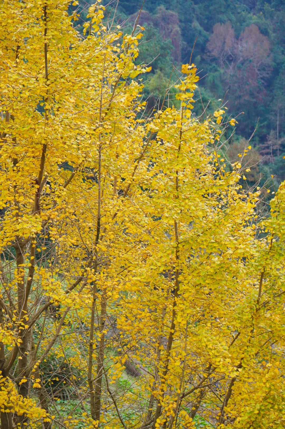 枫叶红了，银杏黄了，你来了吗？