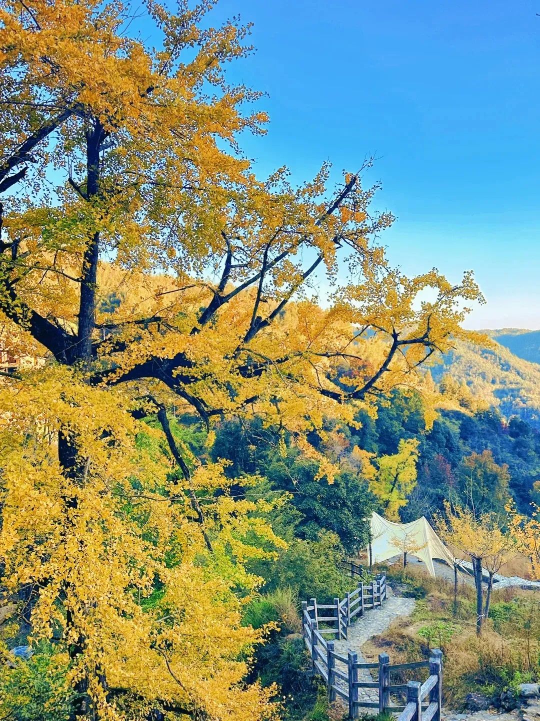 枫叶红了，银杏黄了，你来了吗？