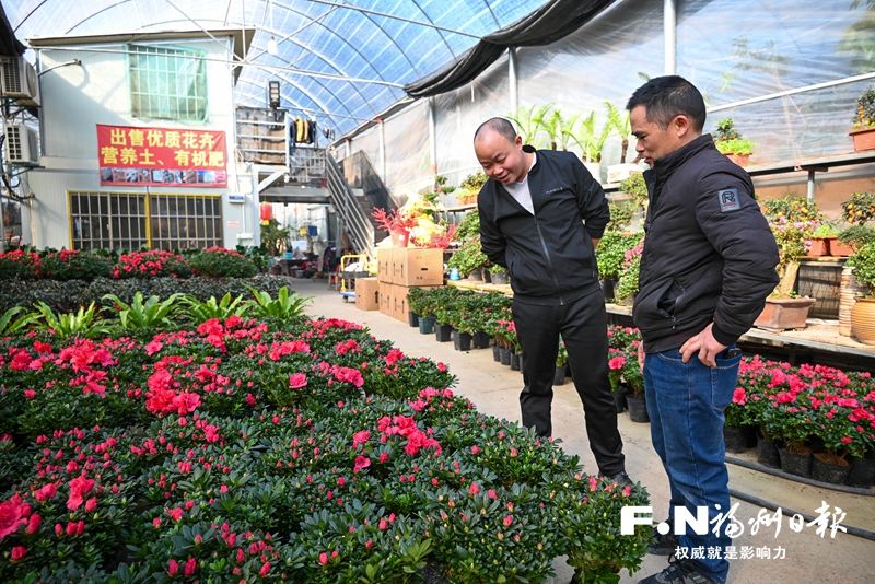 春节临近 年宵花热销