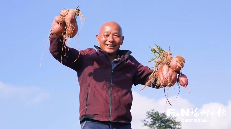 鼓岭番薯获评“一村一品”特色产业