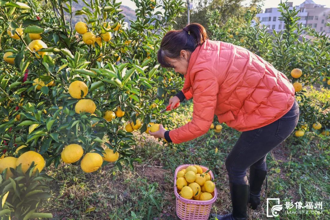 超甜！“四不像”水果你见过吗？