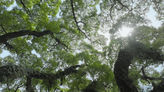 闽人智慧丨蔡襄与福州，原来有这么多故事