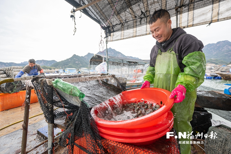 市场需求大 罗源鲍鱼销售旺