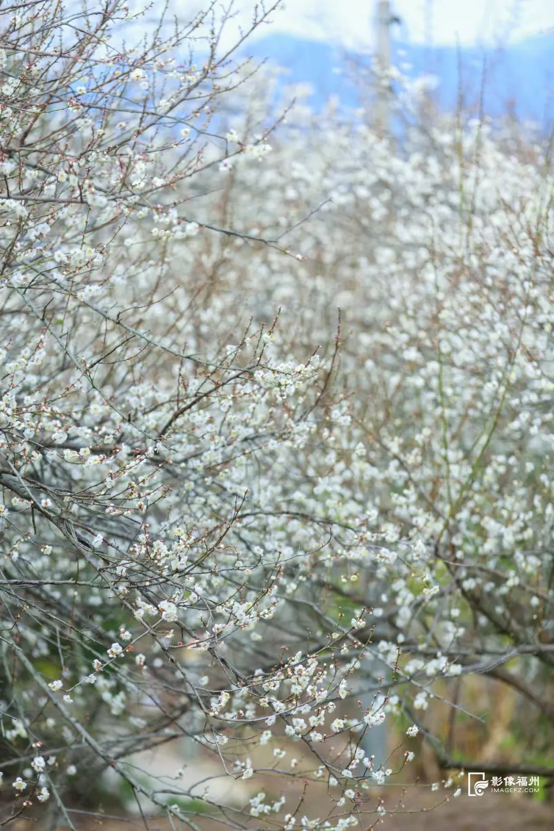 进入盛放期！快来福州赏“雪”！