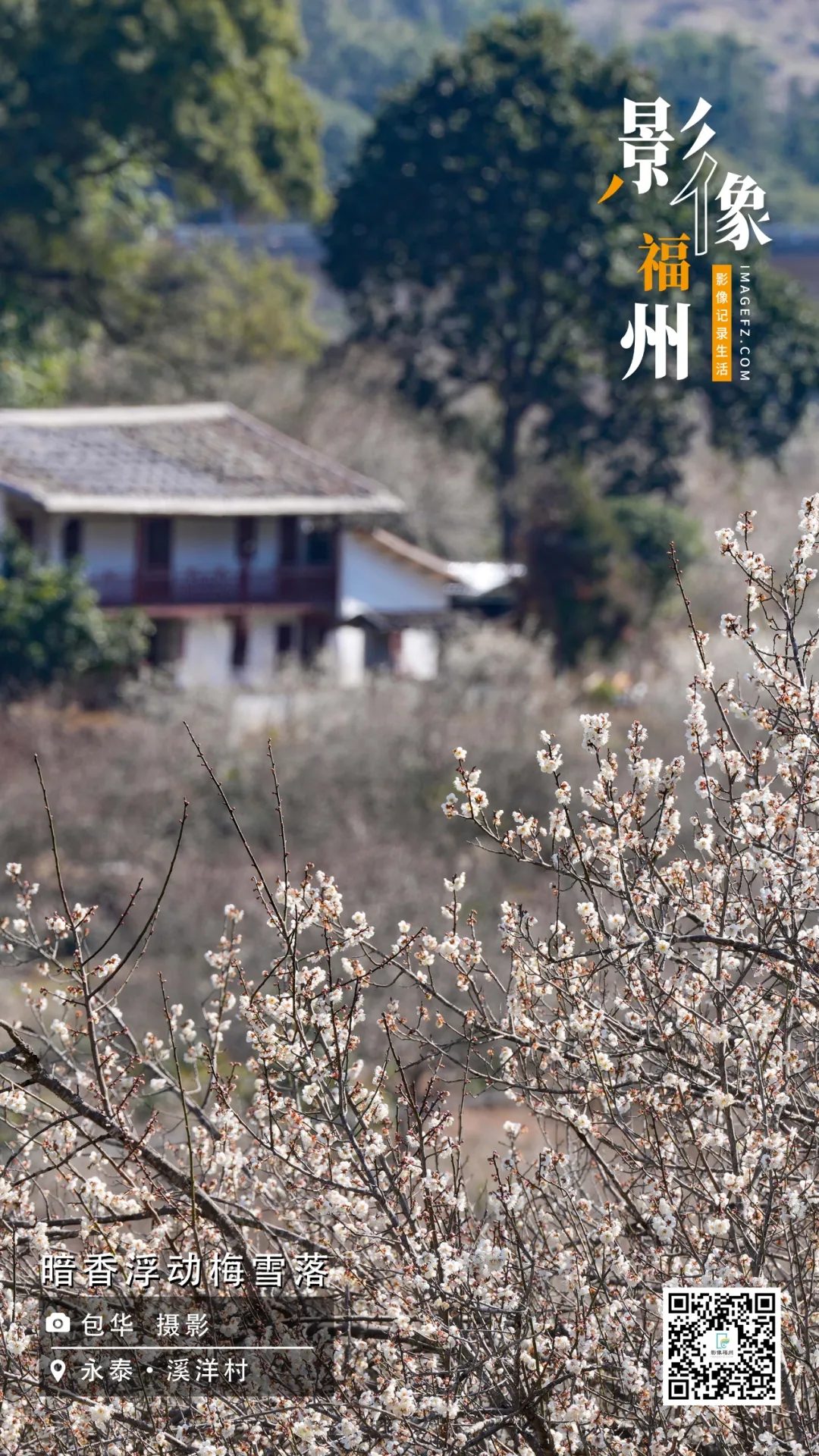 影像福州｜暗香浮动梅雪落