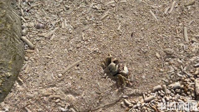 买下日本70万平米小岛的女子咋样了