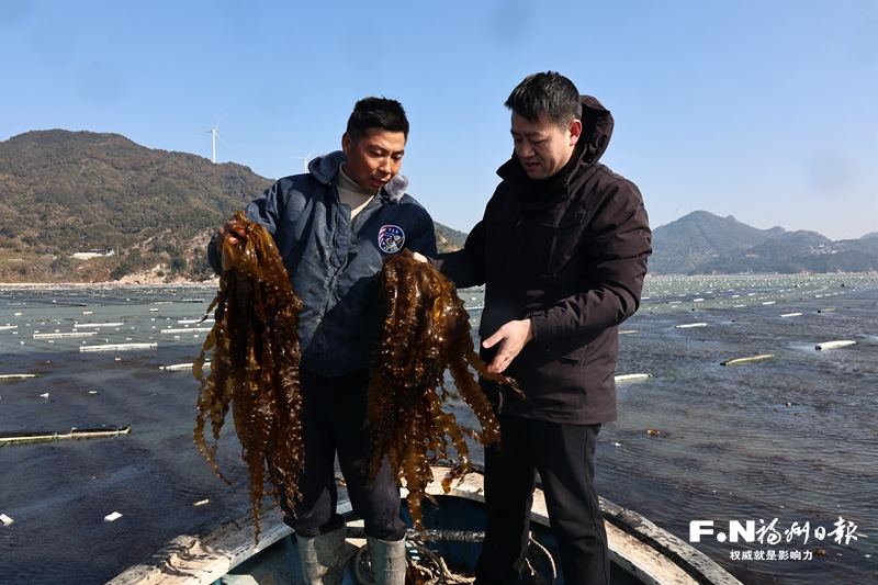 连江15万片海带苗上市