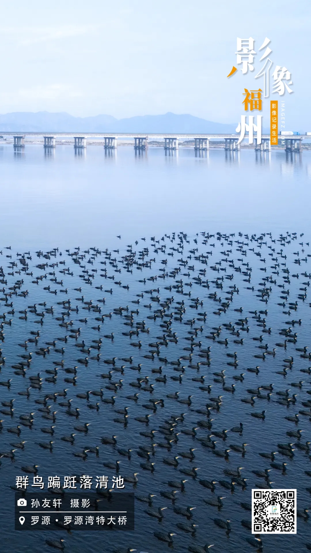 影像福州|群鸟蹁跹落清池 影像福州|群鸟蹁跹落清池