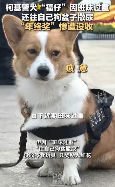 警犬因“班味过重”惨遭没收年终奖