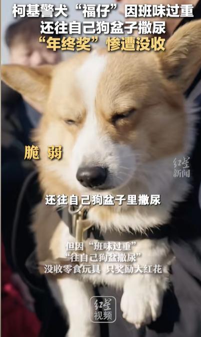 警犬因“班味过重”惨遭没收年终奖