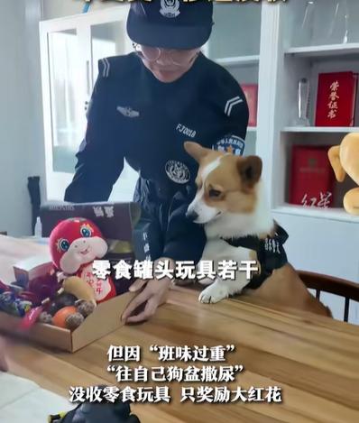 警犬因“班味过重”惨遭没收年终奖