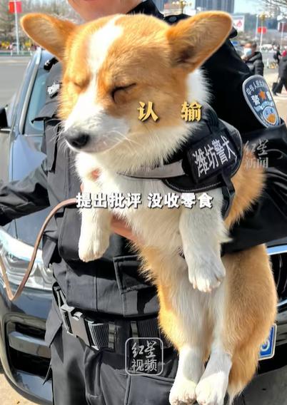 警犬因“班味过重”惨遭没收年终奖