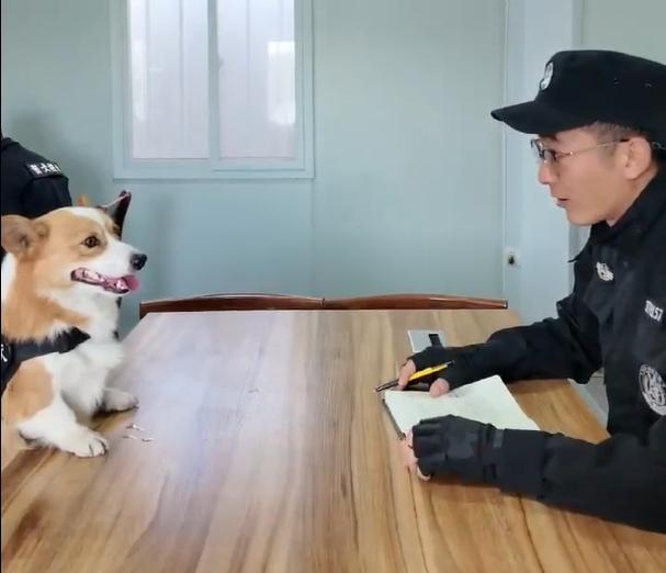 警犬因“班味过重”惨遭没收年终奖