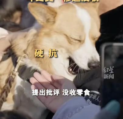 警犬因“班味过重”惨遭没收年终奖
