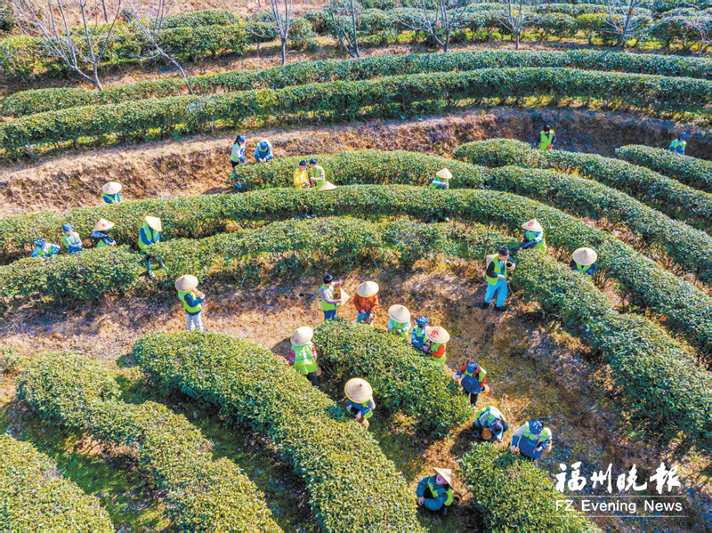 福州晚报写作训练营走读晋安茶文化